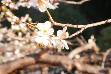 Korean apricot flowers blooming in spring under the sun, hanging from branches
