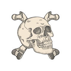 Vector skull and crossbones sketch style vector illustration