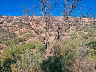 A forest in a dry, mountainous environment with leafless shrubs.