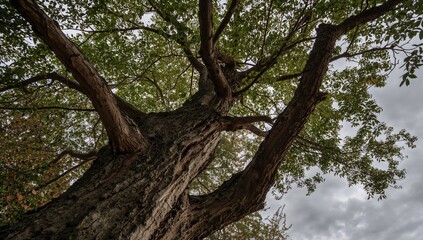 Fototapeta premium Silhouetted branches set against a cloudy backdrop