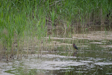 Environmental view of a Green Heron in a wetland at Montezuma National Wildlife Refuge
