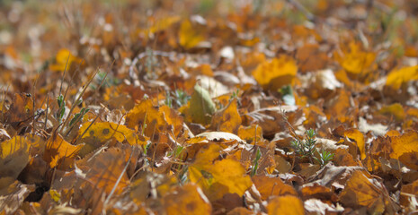 Autumn leaves fallen on the ground