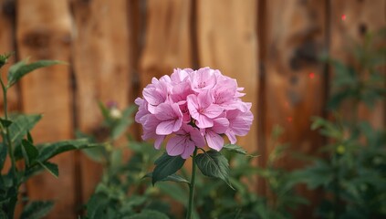 Background with pink blossoms