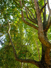 Fototapeta premium Trees in October along corso Sempione, Milan, Italy