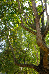 Naklejka premium Trees in October along corso Sempione, Milan, Italy