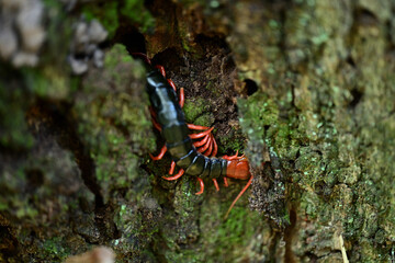 木の幹に潜む頭と足が朱色のトビズムカデ