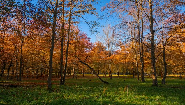 Autumn leaf color changes in dense woodland areas