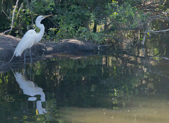 Great Heron in nature