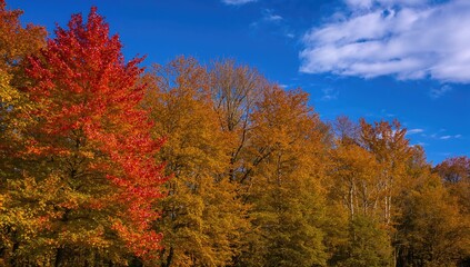 Fototapeta premium Autumn scenery on the island with colorful foliage under a clear blue sky, seasonal change