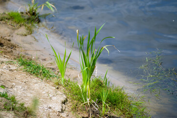 Kompozycja roślinna trawy na tle wody na brzegu w pięknym oświetleniu.
