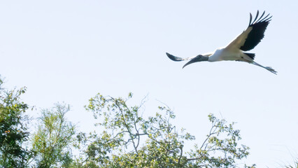 Wood Stork in flight