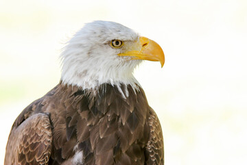 Magestic bald eagle in daylight, high-key portrait capturing its fierce and noble gaze.