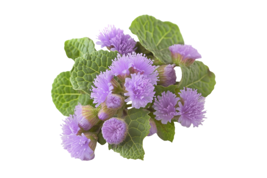 Bright Blue Ageratum Flower, White Background PNG