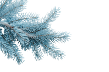 Blue Evergreen Branch Christmas Decoration, Isolated on Transparent Background