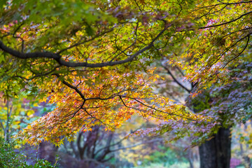 太陽光が差し色が映える下から見上げる紅葉
