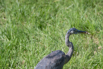Great Blue Heron stalking through the grass hunting