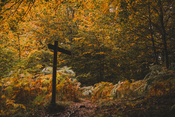 Autumn in the forest