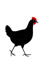 Black Chicken Strutting - A Poultry Portrait on White.