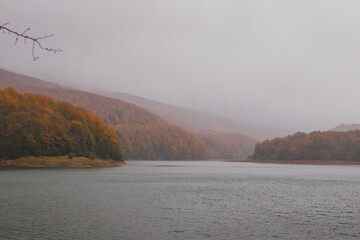 Autumn in the forest