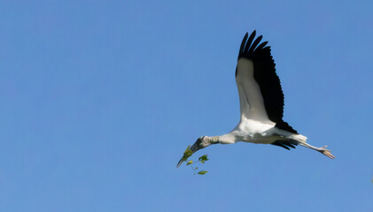 Wood Stork in flight