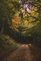 Autumn in the forest