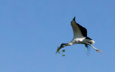 Wood Stork in flight