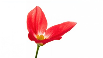 Close-up Macro of a Vibrant Red Sweet Pea Bloom Against a White Backdrop with Extensive Depth of Field