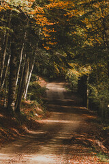 Autumn in the forest