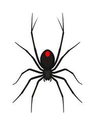 Black Widow Spider Illustration with Red Hourglass Marking.