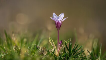 Fototapeta premium Close-up view of alpine butterwort (Pinguicula alpina, Lentibulariaceae) in a mountainous region.