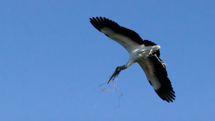 Wood Stork in flight