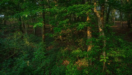 Lush green forest with abundant foliage, ideal for relaxation