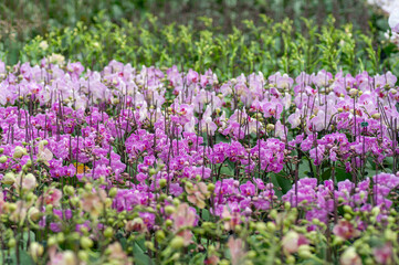 Rows of blooming Phalaenopsis orchids at a flower farm, perfect for use in gardening catalogues, floral trade websites, or plant wholesale promotions. Pink moth orchids in the orchid farm.