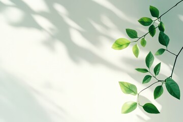 Obraz premium Embracing Nature's Embrace: A delicate, sunlit display of fresh green leaves, casting soft shadows, evoke a sense of calm and rejuvenation. 