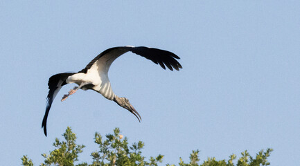 Wood Stork in flight