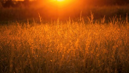 Radiant golden grass illuminated by sunlight, seasonal change, Autumn Equinox