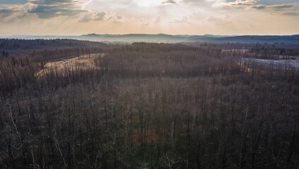Fototapeta premium Aerial view of a charred forest, assessing erosion risk