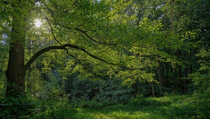 Sunlight illuminating the green branch of a rowan tree