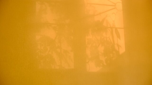 Shadow of big arched window. Window and sunlight, moving shadows on yellow coral background with casting floral shadows. Minimal vintage interior decoration. Autumn style aesthetics