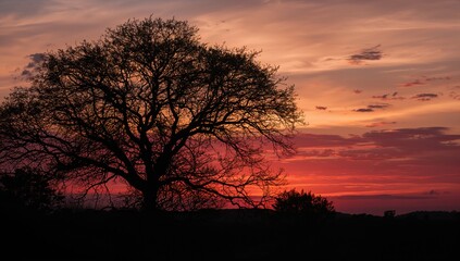 Beautiful tree shapes outlined against a bright orange dusk sky