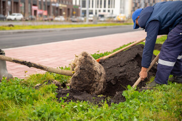 Naklejka premium Two men planting trees on the street, a utility service. Tree with a lump of earth