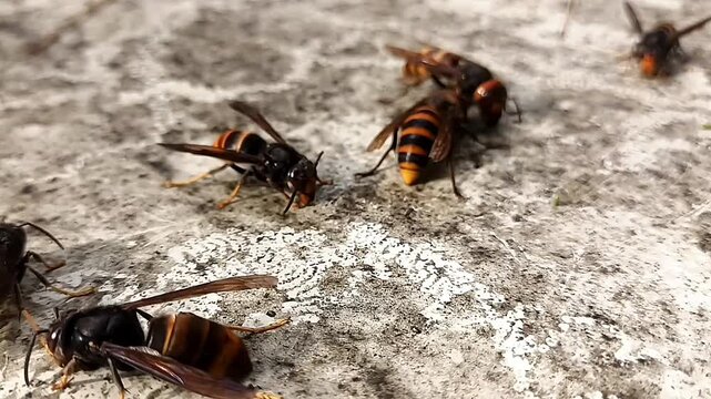 오래된 패널 위의 이끼와 유인 꿀을 먹는 장수말벌과 등검은말벌 3 Asian Giant Hornet and Yellow-legged Hornet feeding on moss and bait honey on an old panel