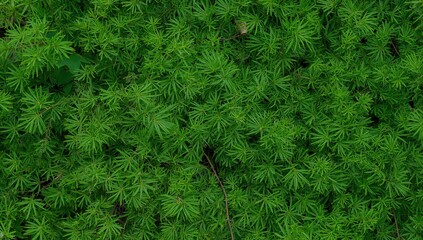 The bashful princess, also known as Mimosa pudica L, is a small leguminous shrub easily identified by its rapid leaf-folding when disturbed.