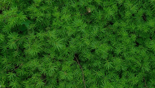 The bashful princess, also known as Mimosa pudica L, is a small leguminous shrub easily identified by its rapid leaf-folding when disturbed.