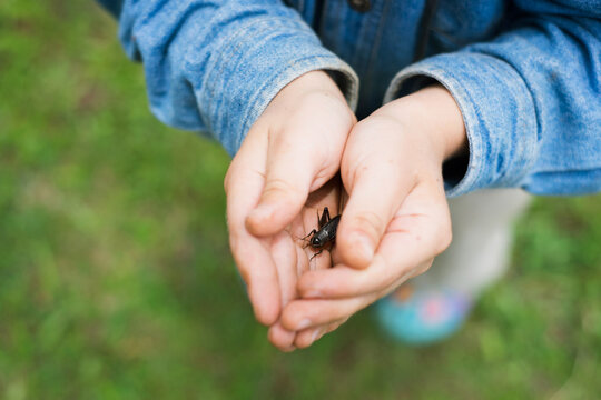 Fototapeta Child with light skin holding insect gently in cupped hands outdoors, showing curiosity and care for small creature, wearing casual clothing, standing on grass