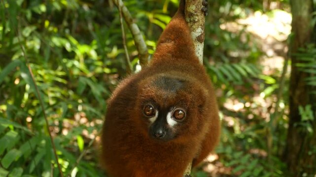 Red-bellied lemur, Eulemur rubriventer, endemic to Madagascar 4
