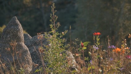 Scenic backdrop featuring a radiant spike and sunlit plant with dried blossoms