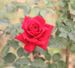 A Red Rose is Blooming in a Garden
