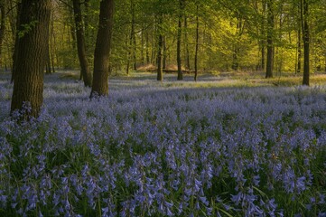 Blue bell-shaped blossoms growing in a forest during daytime in spring