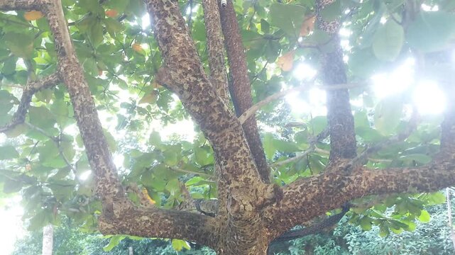 Walnut Tree in 4K &ndash; Stunning Nature Footage, Green Forest, Nuts Harvest, Relaxing Scenery, High-Quality Stock Video